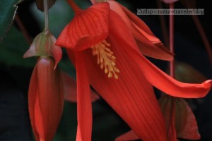 Begonia Boliviensis Santa Cruz Sunset
