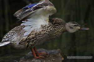 Mallard Hen, stretching