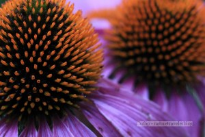Cone Flower