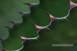 This agave plant had thorns that look like a type of shark’s teeth I find when fossil diving, hence the plant’s nickname, “Jaws.”