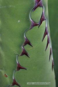 Jaws - A stalk that hasn't unraveled yet.