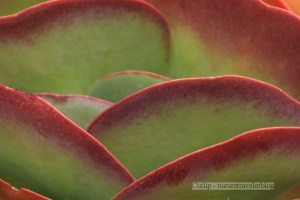 Kalanchoe Flapjacks