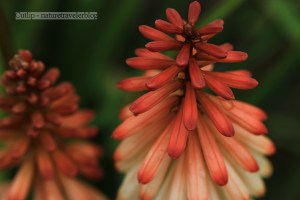 Kniphofia Red Hot Poker