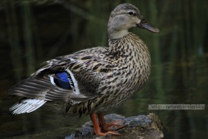 A content Mallard hen after thoroughly cleaning herself.