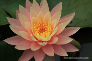 Nymphaea Pink Grapefruit
