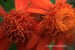 Senecio Confusus Mexican Flame Vine