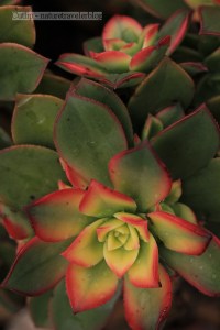 Senecio Confusus Mexican Flame