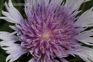 Stokesia Laevis