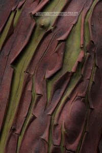 The peeling bark of a Madrona tree