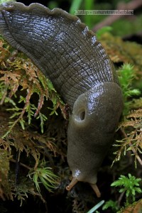 Banana slug