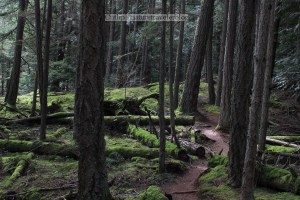 Turtlehead Trail on Turtleback Mountain