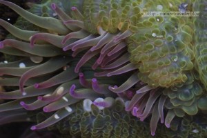 Sea anemone